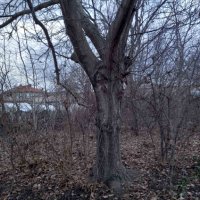 Орехови дървета за отсичане и изкупуване за материал, снимка 3 - Маси - 44356943