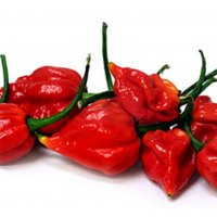 Семена от шестте най-лютите чушки на планетата : 1. Каролина Рийпър (Carolina Reaper) Средна лютивин, снимка 8 - Оранжерии - 31175677