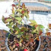 Спирея Дартс Ред, Spiraea japonica 'Darts Red', снимка 11 - Градински цветя и растения - 39674505