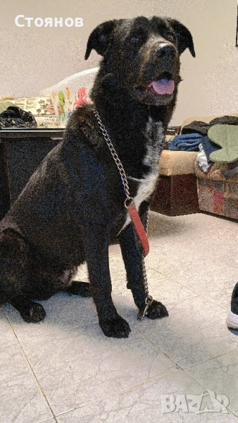 Немска овчарка/ Каракачанска овчарка 11 месеца , снимка 1