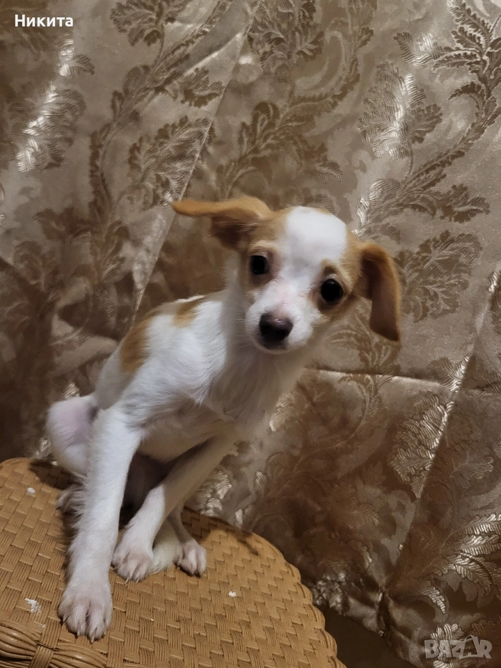 чихупинчер, снимка 1