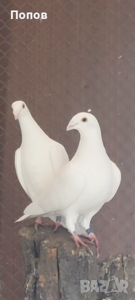 Продавам бели спортни, снимка 1