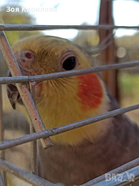 Хотел за папагали, снимка 1