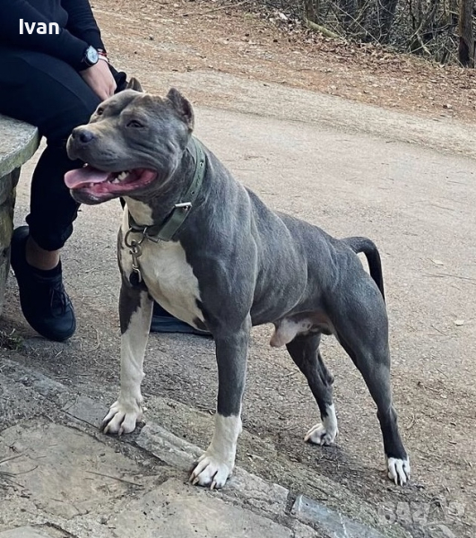 Мъжки питбул блу нос (blue nose), снимка 1