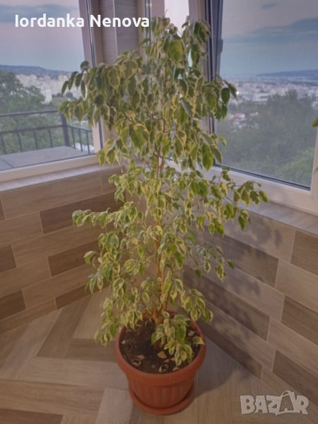 Шарен бенджамин , снимка 1