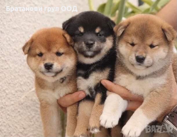 Шиба ину с родословие , снимка 1