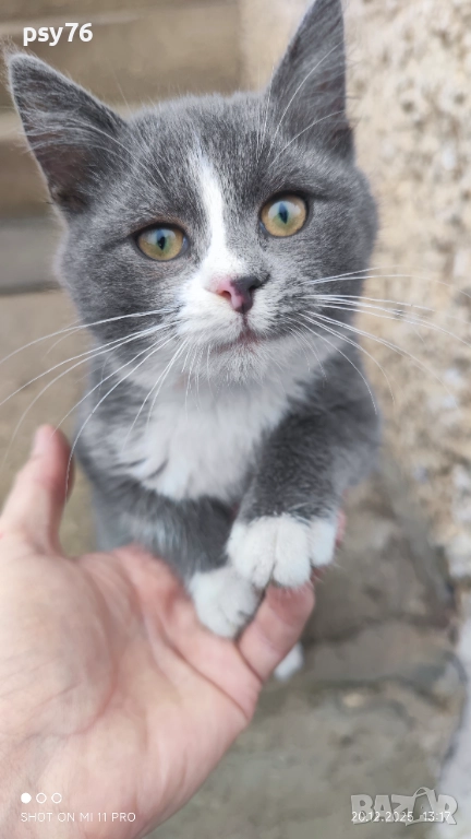 Сиво малко котенце си търси дом, снимка 1