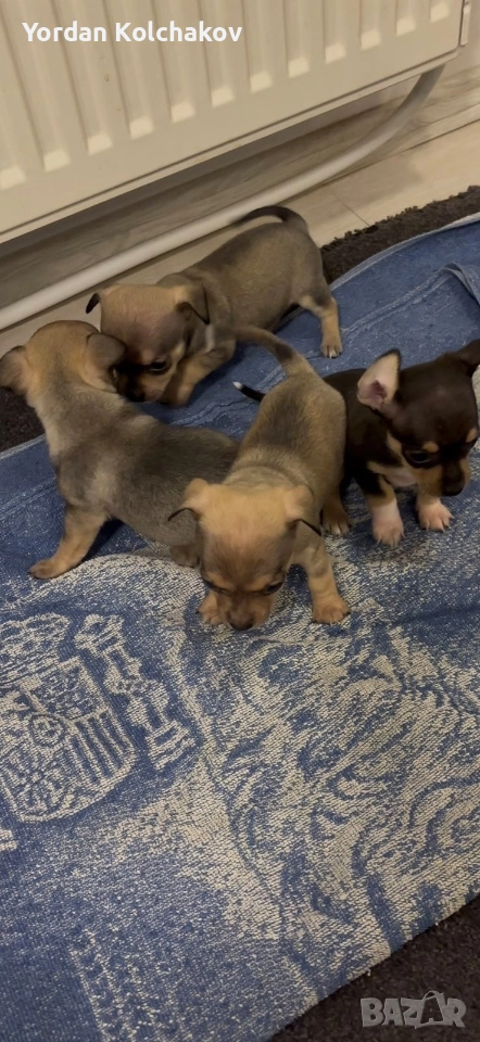 Чиху-пинчери , снимка 1