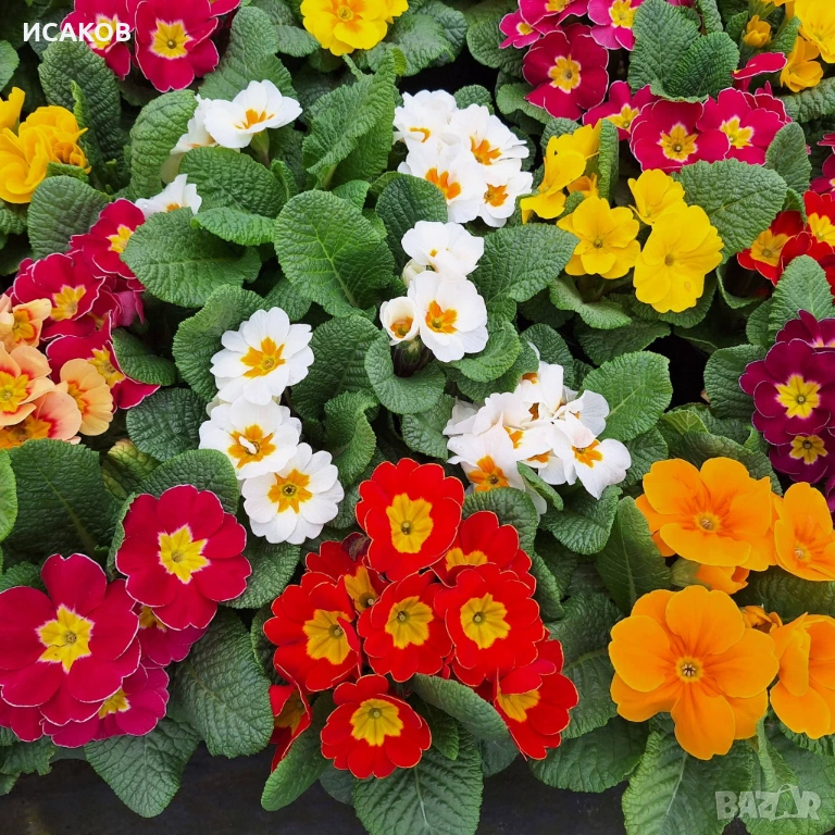 Иглика , снимка 1