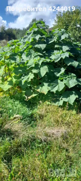 Фиданки Пауловния, снимка 1