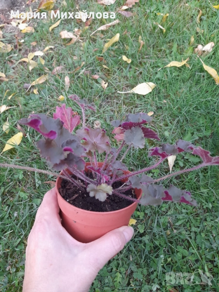 Различни видове Хойхери, снимка 1