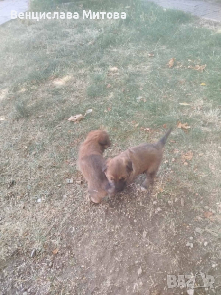 Белгийски оварчици, снимка 1