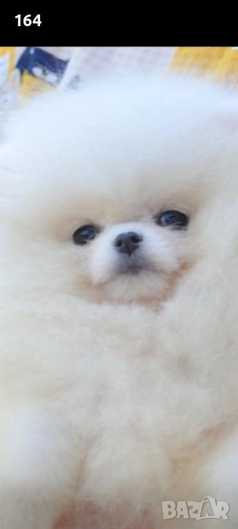 Купувам бяло мъжки над 15 месеца., снимка 1