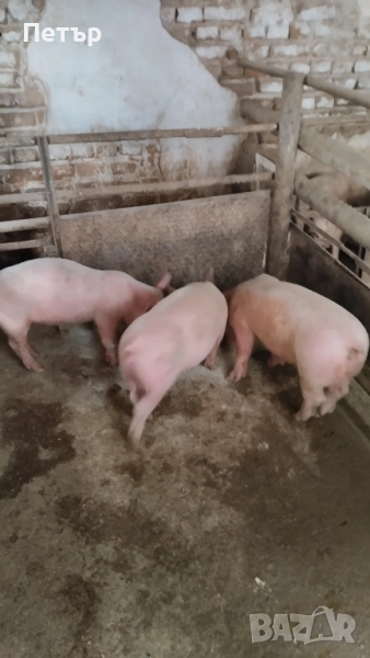 Продавам 10 бр.Прасета бълг.бяла.по 40-45кг.Мъжките са скопени.на изгодна цена., снимка 1