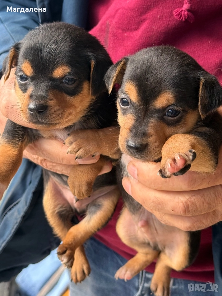 Мъжки и женски Джак Ръсел, снимка 1