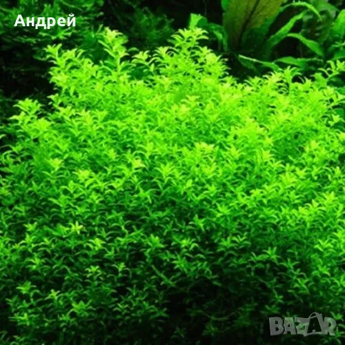 Микрантемум микрантемоидес, снимка 1