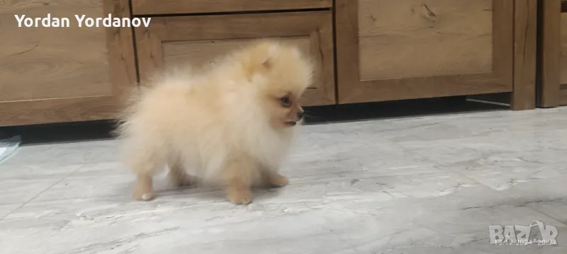 Мини Померан , снимка 1