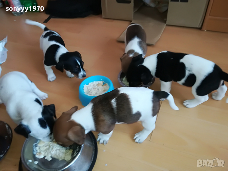 ДЖАК МЪЖКО ЖЕНСКО СЛАДКО КУЧЕНЦЕ 2903221133, снимка 1