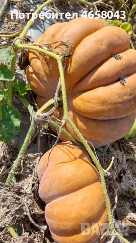 Тикви от производител, снимка 4 - Домашни продукти - 52505267