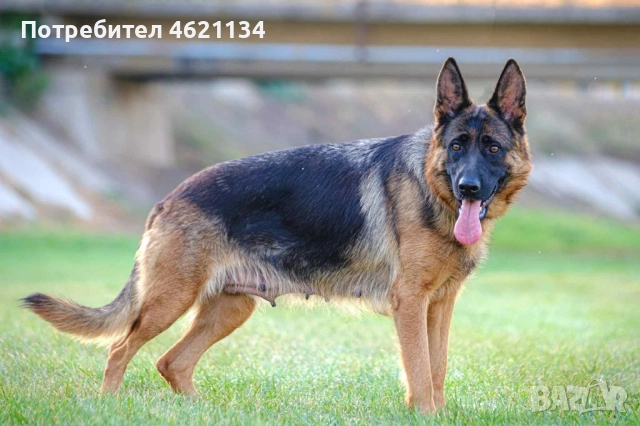 Родословна немска овчарка, снимка 2 - Немска овчарка - 52433298