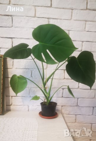 Монстера/Monstera deliciosa /