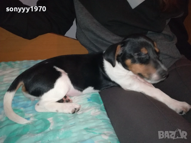 КУТРЕ//ПАЛЕ ДЖАК РЪСЕЛ НА 3 МЕСЕЦА-МОМИЧЕ 2411251124, снимка 6 - Джак ръсел териер - 52521058