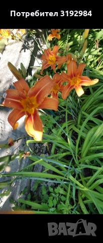 Хемерокалис, снимка 4 - Градински цветя и растения - 36103682