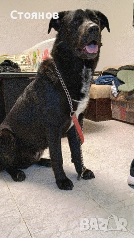 Немска овчарка/ Каракачанска овчарка 11 месеца 