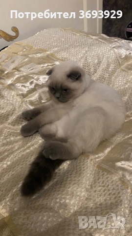 За договаряне , снимка 3 - Британска късокосместа - 53064314