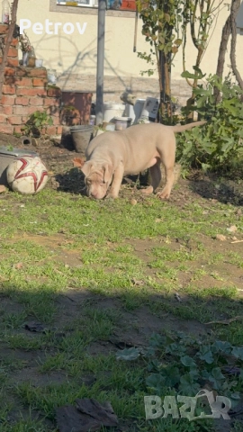 Американско були, снимка 8 - Питбул - 51911928