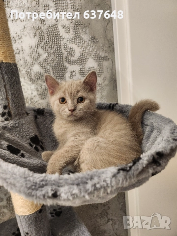 Британска късокосместа , снимка 1