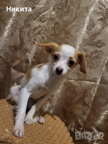 чихупинчер