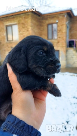 Мъжки кокер шпаньол , снимка 2 - Кокер шпаньол - 53280515