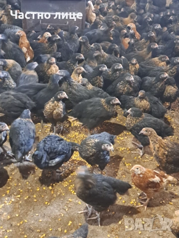 Пилета супер харко, снимка 3 - Кокошки и пуйки - 53442340