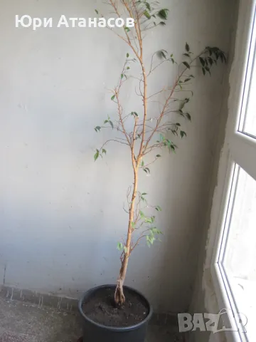 Фикус на Бенджамин, снимка 4 - Стайни растения - 47620775