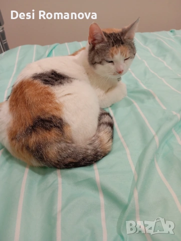 Домашна женска котка търси котарак – Пловдив, снимка 3 - Търси партньор - 53586426