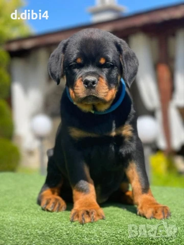 Ротвайлери , снимка 2 - Ротвайлер - 50765775