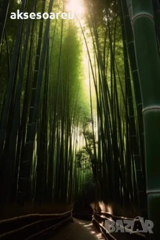 100 Семена от гигантски бамбук Moso Bambo градински горски декоративни растения за дома и двора бамб, снимка 4 - Сортови семена и луковици - 49827507