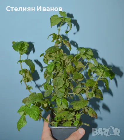 Маточина (Melissa officinalis), снимка 1 - Градински цветя и растения - 47402994