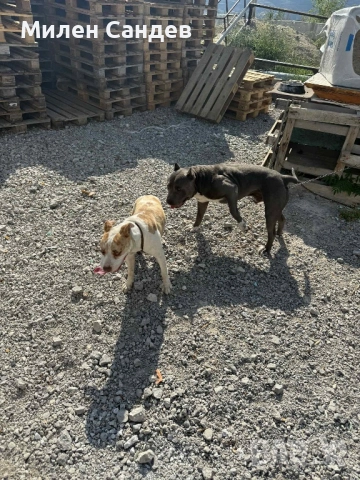 Последни две женски питбулчета 65 дни, снимка 3 - Питбул - 52567906