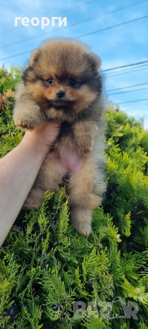 Померан померанче, снимка 8 - Померан - 41146198