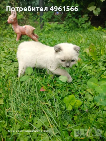 Клепоухи Британчета, снимка 5 - Други животни - 56245550