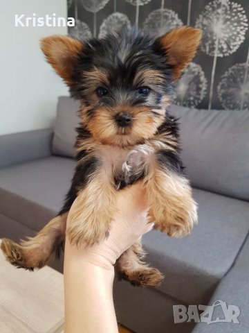 Йоркширски териер йорки момченца и момиченца, снимка 8 - Йоркширски териер - 38964305