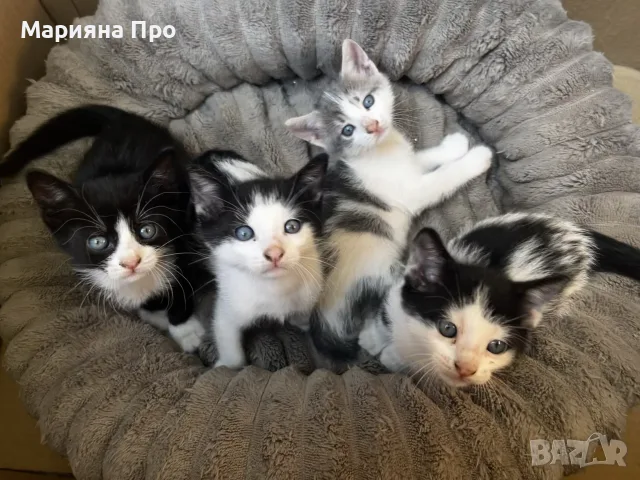 Подарявам малки котенца на 1 месец, снимка 4 - Други - 56151631