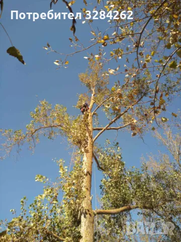 кастрим и оформяме дървете, режем опасни дървета арборист, снимка 10 - Други услуги - 47429461