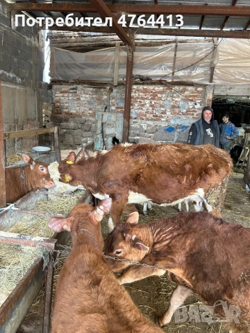 Продавам крави и телета, снимка 7 - Крави - 53828289