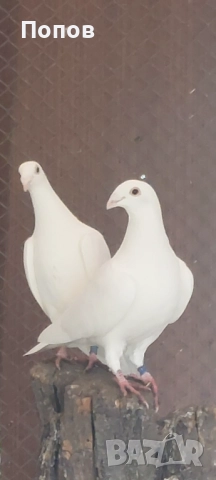 Продавам бели спортни