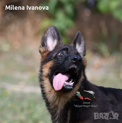 Мъжко кученце с всички документи, снимка 2 - Немска овчарка - 56066840
