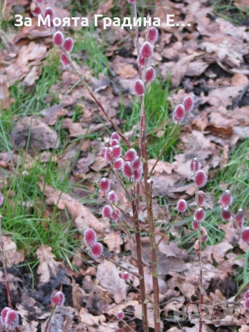 Бреза и Върба, снимка 3 - Градински цветя и растения - 53744199