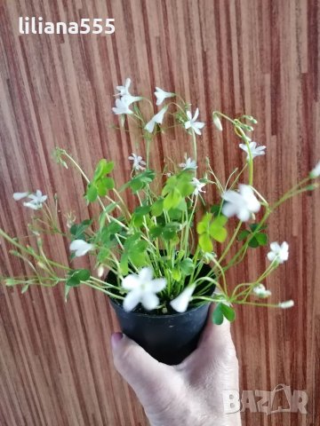 Детелина  студоустойчива  розов и бял цвят, снимка 10 - Градински цветя и растения - 40803577